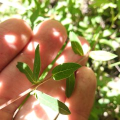 Hypericum philonotis