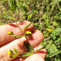Hypericum philonotis