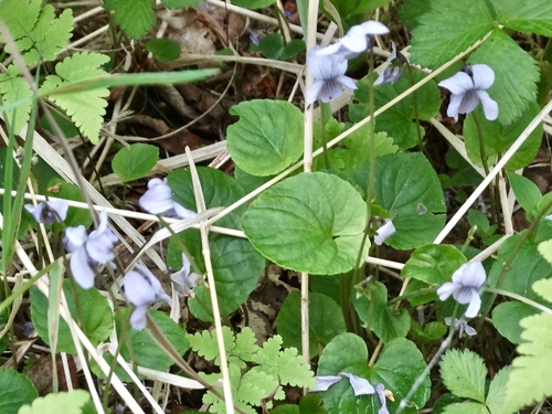 Viola epipsiloides iNat (1)