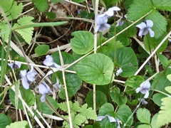 Viola epipsiloides