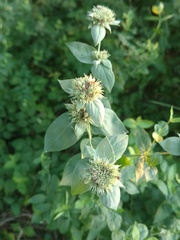 Pycnanthemum setosum