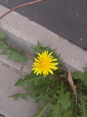 Taraxacum officinale