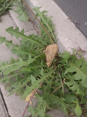 Taraxacum officinale
