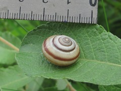 Fruticocampylaea narzanensis