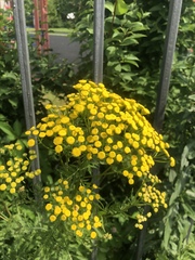 Tanacetum vulgare