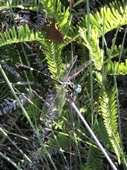 Melligomphus guangdongensis