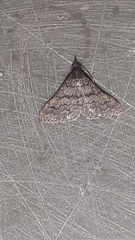 Herminiinae