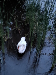Cygnus olor