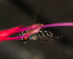 Platycheirus obscurus
