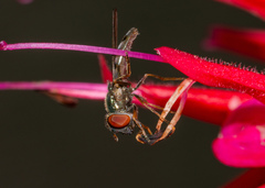 Platycheirus obscurus