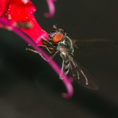 Platycheirus obscurus