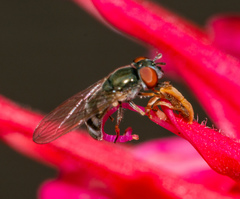 Platycheirus obscurus