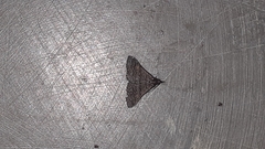 Herminiinae