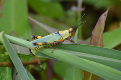 Zonocerus variegatus