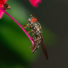 Platycheirus obscurus