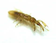 Enicocephalidae