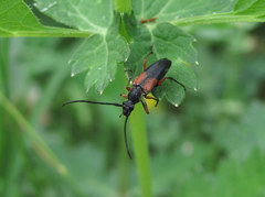 Stenurella jaegeri