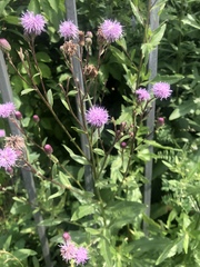 Cirsium arvense