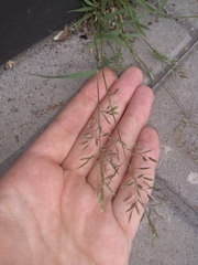 Eragrostis minor
