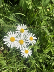 Tripleurospermum inodorum
