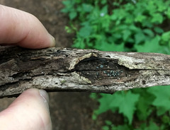Leotiomycetes