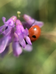 Vicia cracca