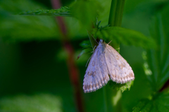 Udea decrepitalis