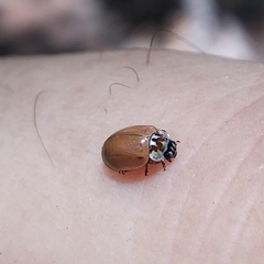 Mulsantina mexicana
