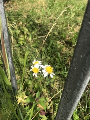 Tripleurospermum inodorum