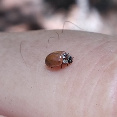 Mulsantina mexicana