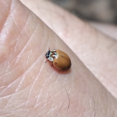 Mulsantina mexicana