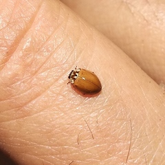 Mulsantina mexicana
