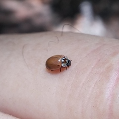 Mulsantina mexicana