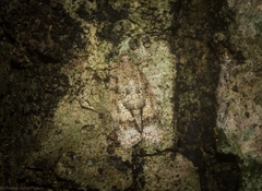 Polylopha epidesma