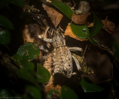 Leptopius orthodoxus