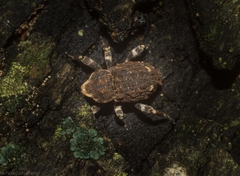 Poropterus bisignatus