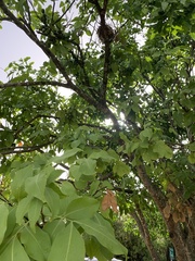 Melicoccus bijugatus