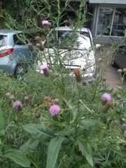 Cirsium arvense