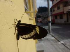 Heliconius cydno cydnides