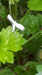 Pterophorus pentadactyla