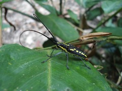 Taeniotes orbignyi
