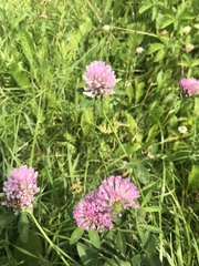 Trifolium pratense