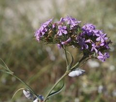 Dianthus pseudarmeria