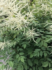 Aruncus
