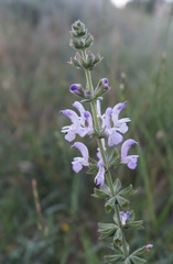 Salvia virgata