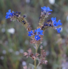 Anchusa leptophylla