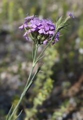 Dianthus pseudarmeria