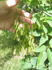 Acer negundo