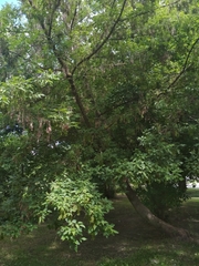 Acer negundo