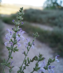 Salvia virgata